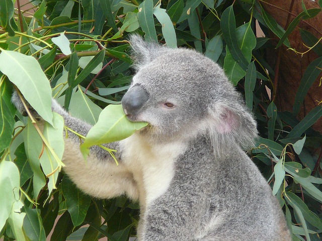 koala-668726_640